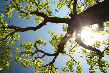 Beautiful tree with green leaves against blue sky on sunny day, low angle view