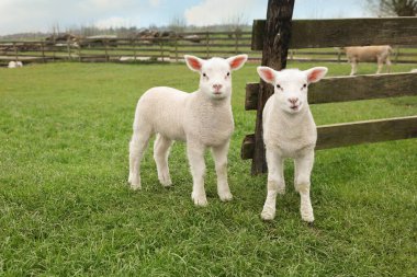 Cute lambs near wooden fence on green field