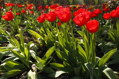Beautiful bright red tulips outdoors on sunny day