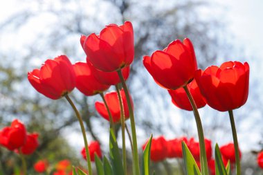 Beautiful bright red tulips outdoors on sunny day, closeup