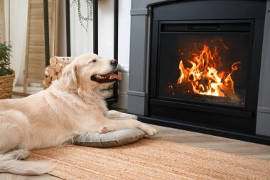 İçeride elektrikli şöminenin yanında yerde duran sevimli Golden Retriever köpeği.