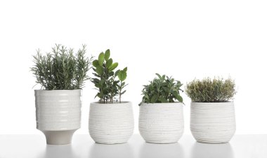 Beyaz arka planda kekik, körfez, adaçayı ve biberiye olan saksılar