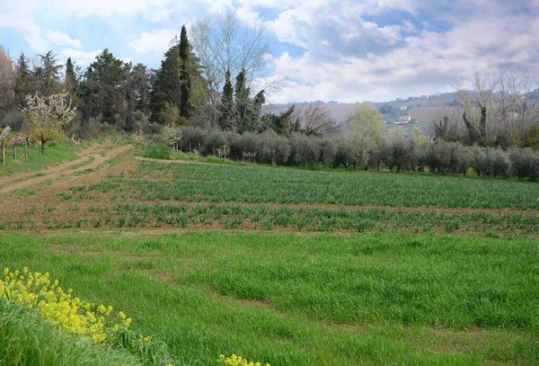 Όμορφη Θέα Του Πεδίου Πράσινο Γρασίδι Φυτά Και Δέντρα Την — Φωτογραφία Αρχείου