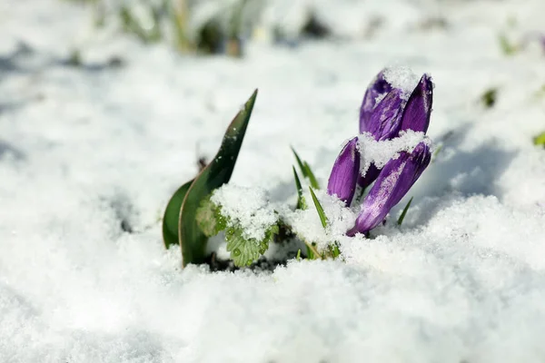Beautiful Spring Crocus Growing Snow Outdoors Sunny Day Closeup —  Fotos de Stock