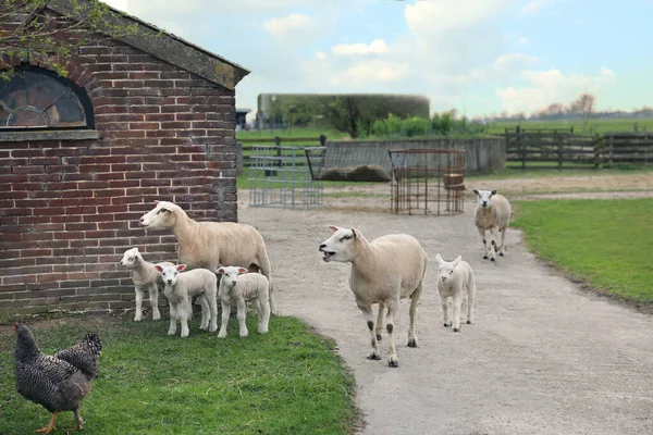 Chicken Sheep Cute Lambs Farmyard — Stockfoto