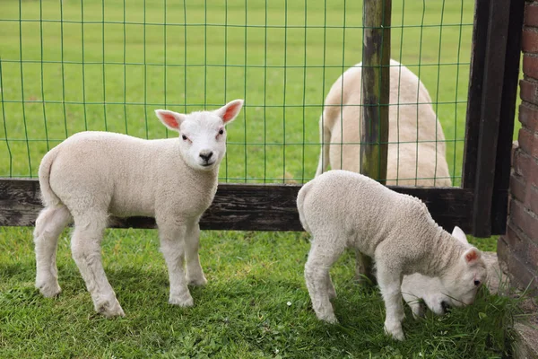 Cute White Lambs Fence Farmyard — Zdjęcie stockowe