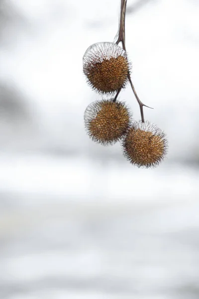Nahaufnahme Bergahorn Mit Samenkugeln Eisglasur Freien Einem Wintertag Raum Für — Stockfoto