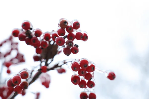 Tree Red Berries Ice Glaze Outdoors Winter Day Closeup Space — Stock Photo, Image