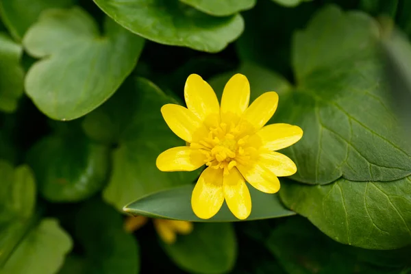 Beautiful Ficaria Plant Yellow Blossom Outdoors Top View Spring Flower — Stockfoto