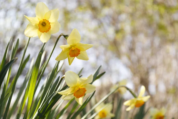 Bellissimi Narcisi Gialli All Aperto Giorno Primavera Primo Piano — Foto Stock