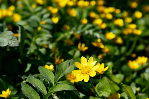 Närbild Vackra Mindre Celandine Blommor Suddig Bakgrund Plats För Text — Stockfoto