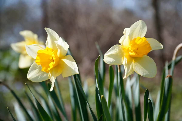 Beautiful Yellow Daffodils Outdoors Spring Day Closeup — Stock fotografie