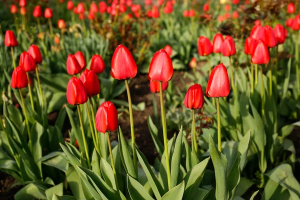 Beautiful Bright Red Tulips Outdoors Sunny Day — Stockfoto