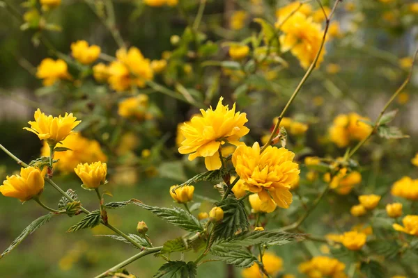 Närbild Bild Vackra Blommande Kerria Japonica Buske Med Gula Blommor — Stockfoto