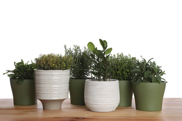 Pots Thyme Bay Sage Mint Rosemary Wooden Table White Background — Zdjęcie stockowe