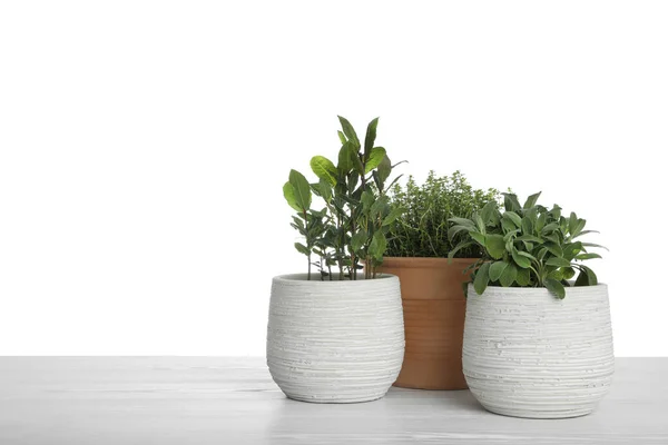 Pots Thyme Bay Sage Table White Background — Foto Stock