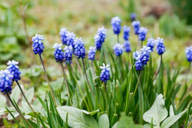 Dışarıda büyüyen güzel muscaris, yakın plan. Bahar çiçeği