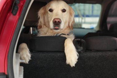 Cute labrador retriever in car. Adorable pet