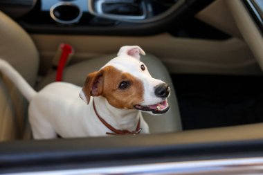 Jack Russel Terrier arabada. Sevimli hayvan.