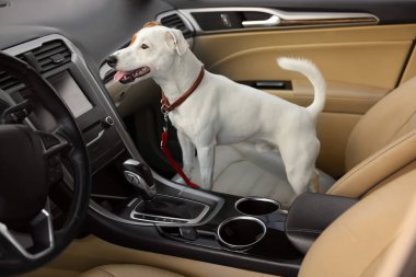 Jack Russel Terrier arabada. Sevimli hayvan.