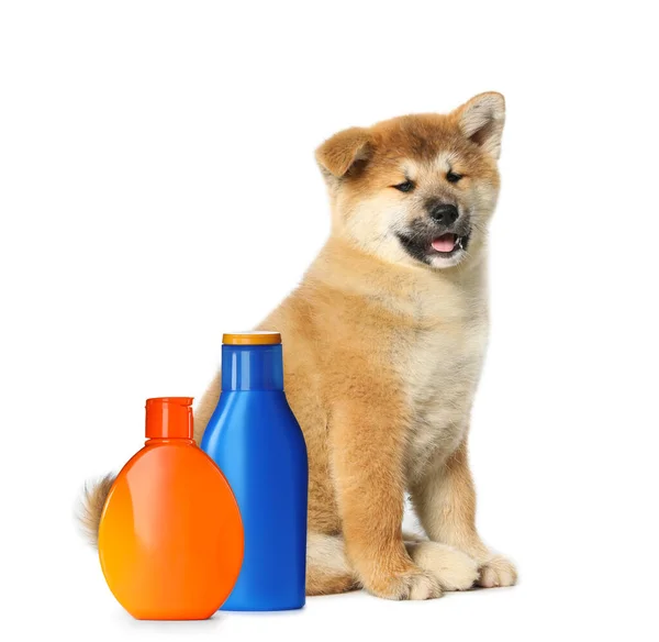可爱的秋田英努小狗和一瓶白色背景的狗洗发水 — 图库照片