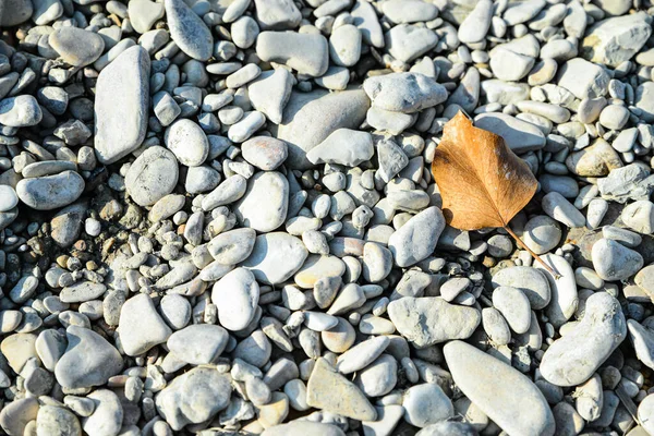 Fallna Löv Hög Med Stenar Utomhus — Stockfoto