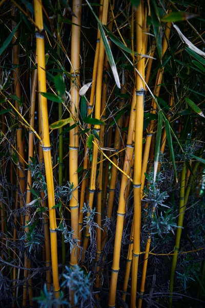 Hermosas Plantas Bambú Con Frondosas Hojas Verdes Que Crecen Aire —  Fotos de Stock