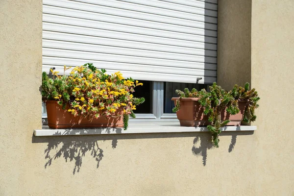 Ollas Con Hermosas Suculentas Alféizar Ventana Aire Libre — Foto de Stock