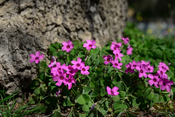 Beautiful Blooming Shamrocks Growing Tree Outdoors Sunny Day — Fotografia de Stock