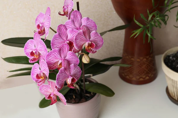 Beautiful Pink Orchid Flower White Table Closeup — Foto Stock