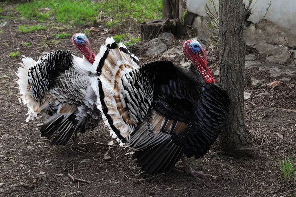 Beautiful Free Range Turkeys Walking Farmyard - Stock-foto