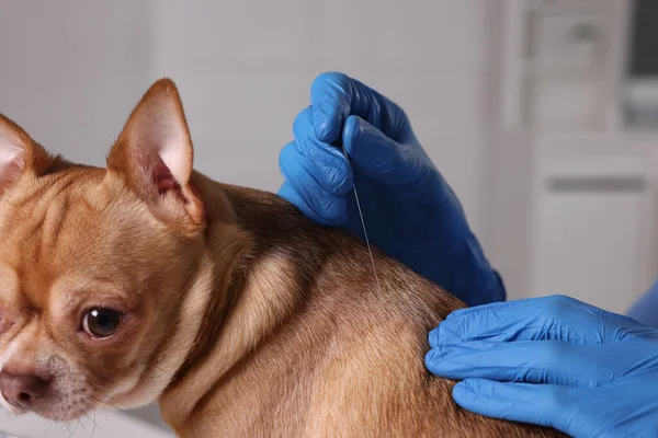 Veterinary Holding Acupuncture Needle Dog Neck Clinic Closeup Animal Treatment — Zdjęcie stockowe