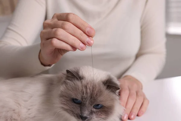 Veterinary holding acupuncture needle near cat\'s head indoors, closeup. Animal treatment