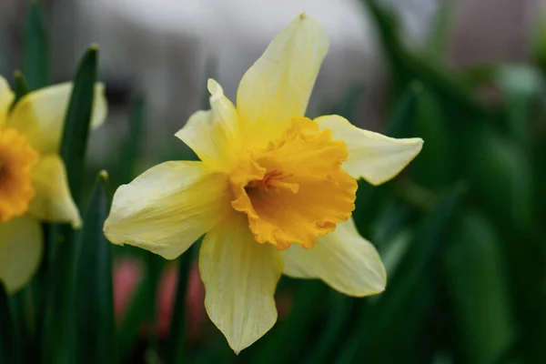 Beautiful Blooming Daffodil Growing Garden Closeup Spring Flower —  Fotos de Stock
