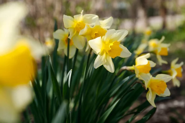 Hermosos Narcisos Amarillos Aire Libre Día Primavera Primer Plano —  Fotos de Stock