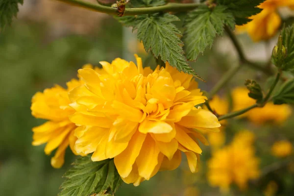 Närbild Bild Vackra Blommande Kerria Japonica Buske Med Gula Blommor — Stockfoto