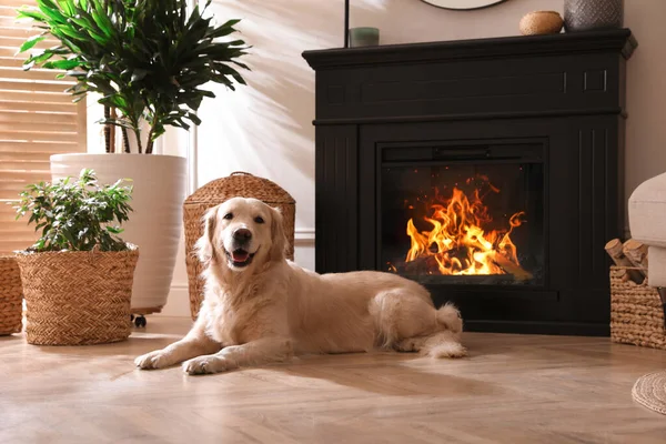 可爱的金毛猎犬在室内电炉附近的地板上 — 图库照片