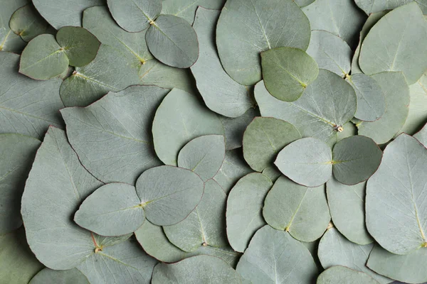 Färska Gröna Blad Eukalyptus Som Bakgrund Ovanifrån — Stockfoto