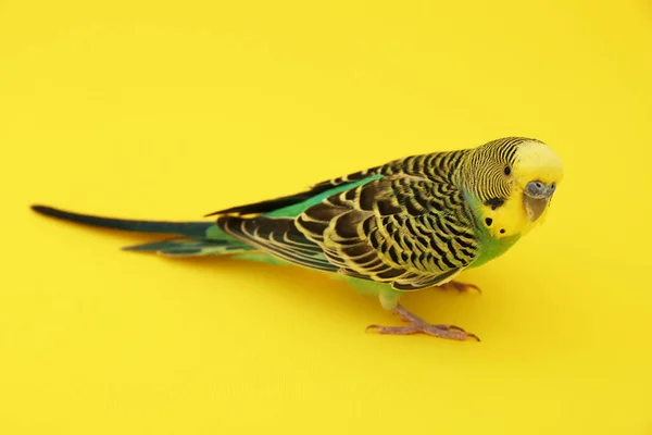 Beautiful Parrot Yellow Background Exotic Pet — Stock Fotó