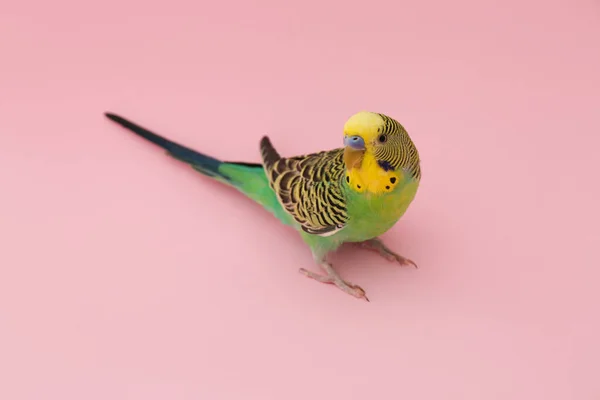 Beautiful Parrot Pink Background Exotic Pet — Stock Fotó