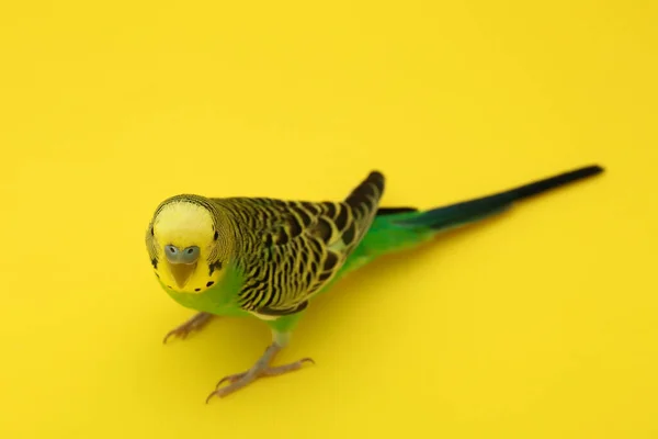 Krásný Papoušek Žlutém Pozadí Exotický Mazlíček — Stock fotografie