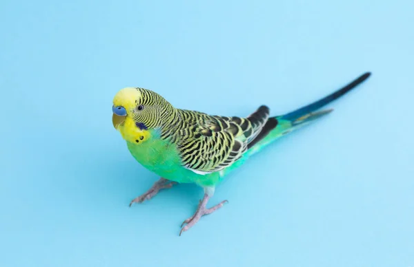 Açık Mavi Arka Planda Güzel Bir Papağan Egzotik Hayvan — Stok fotoğraf