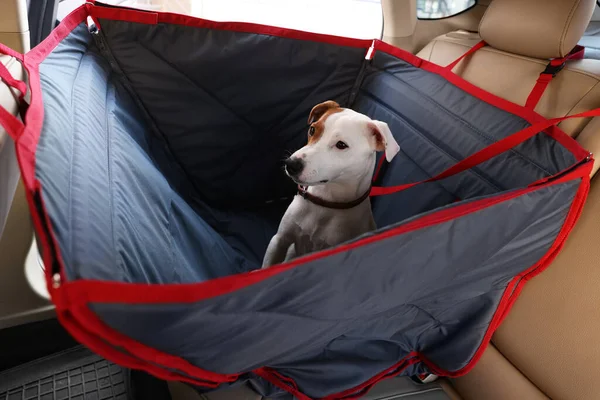 Lindo Perro Jack Russel Terrier Bolsa Transporte Dentro Del Coche — Foto de Stock