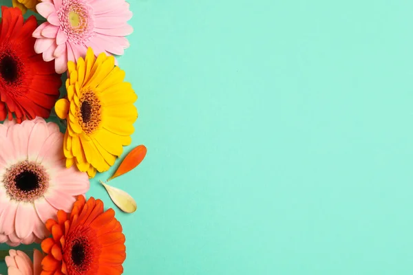 Beautiful Colorful Gerbera Flowers Petals Turquoise Background Flat Lay Space — Foto de Stock