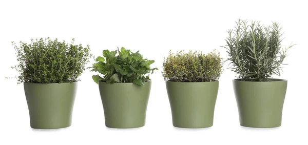 Pots Thyme Mint Rosemary White Background — Foto de Stock