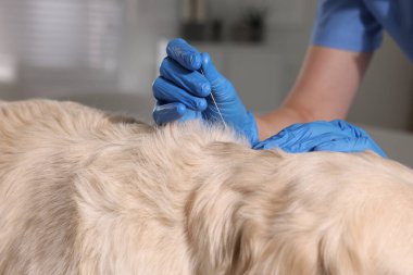 Klinikte köpek boynuna yakın bir yerde veteriner akupunktur iğnesi tutuyor. Hayvan muamelesi