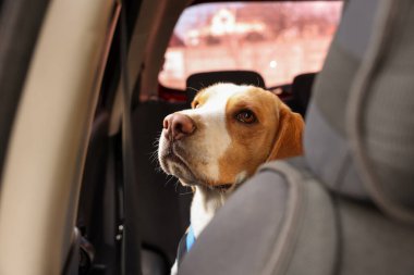 Cute Beagle dog in car. Adorable pet