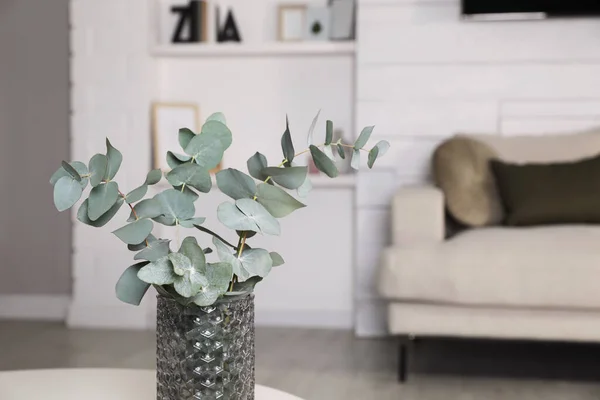 Vase Beautiful Eucalyptus Branches Living Room Space Text — Photo