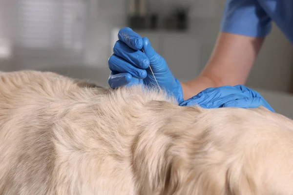Veterinary Holding Acupuncture Needle Dog Neck Clinic Closeup Animal Treatment — ストック写真