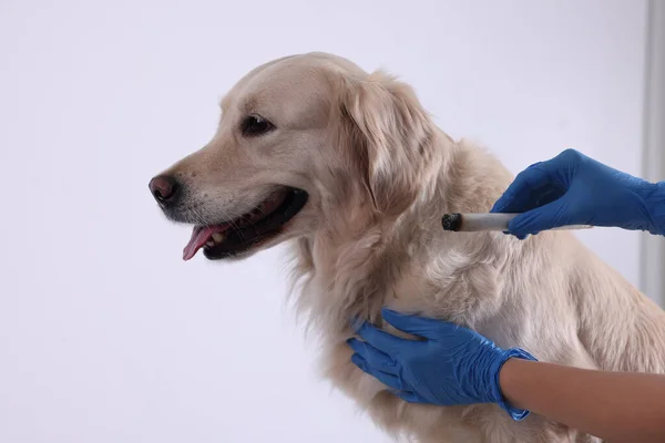 Veterinary Holding Moxa Stick Cute Dog White Background Closeup Animal — ストック写真